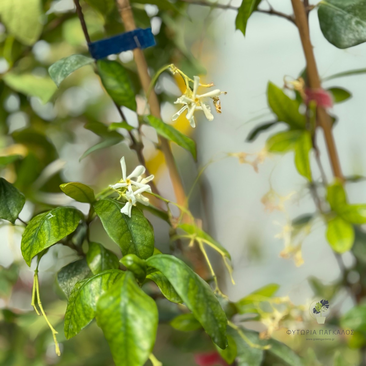 Ρυγχόσπερμα (Trachelospermum jasminoides) – Αναρριχώμενο με Άρωμα - 3